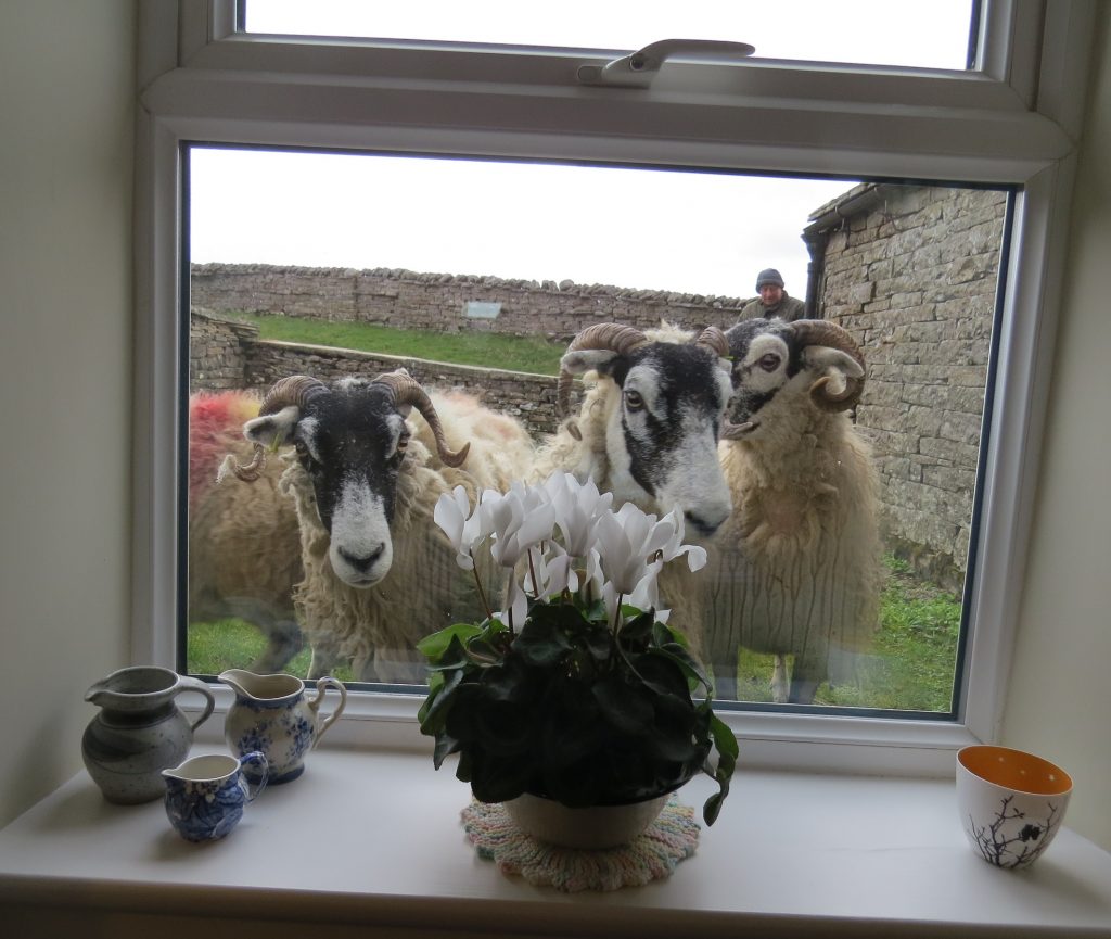 Sheep at the window.
