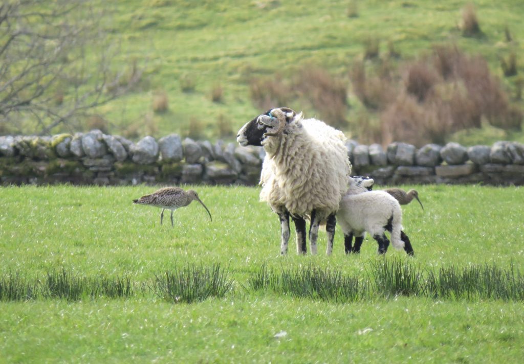 Swaledale sheep and wild birds on home field