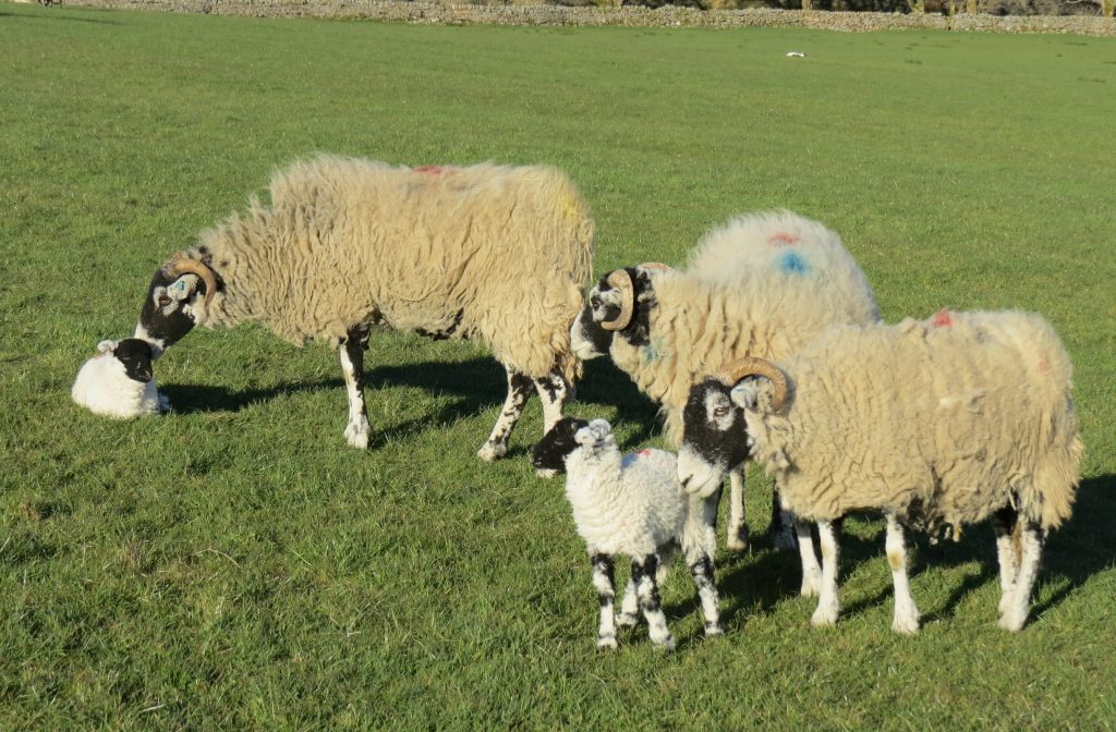 Swaledale ewes and lambs at Pry House Farm.